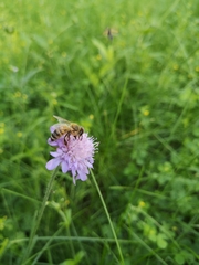 Apis mellifera