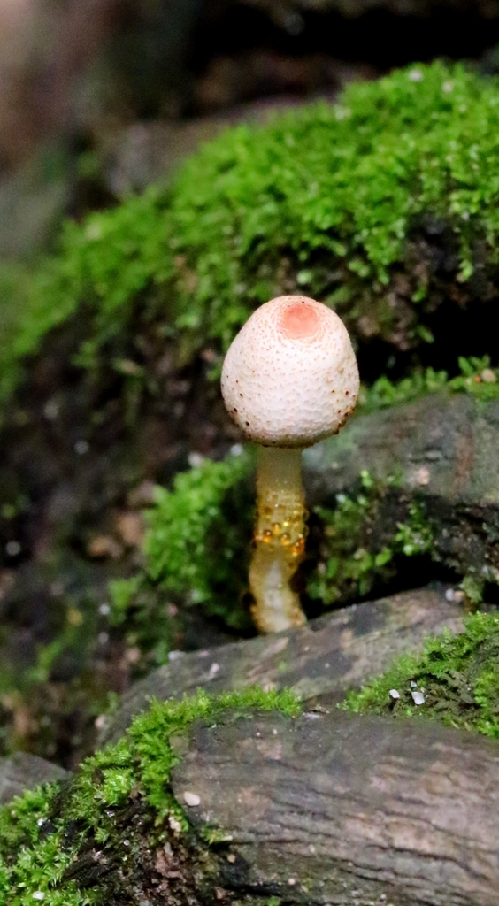 Macropsalliota meleagris