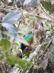 Pharomachrus auriceps