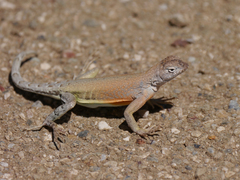 Cophosaurus texanus scitulus