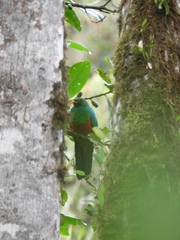 Pharomachrus auriceps