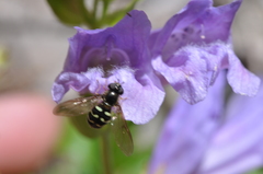 Dasysyrphus intrudens