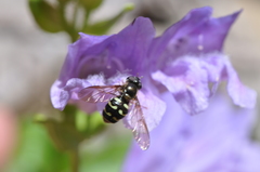 Dasysyrphus intrudens