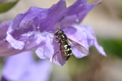 Dasysyrphus intrudens