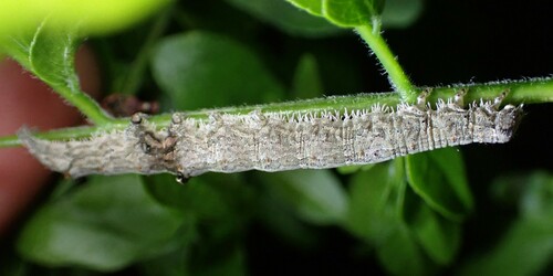Little Underwing