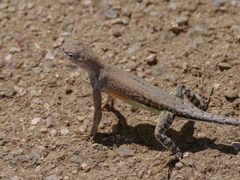 Cophosaurus texanus scitulus