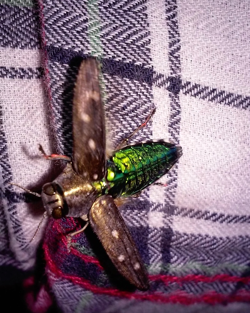 Chrysobothris basalis