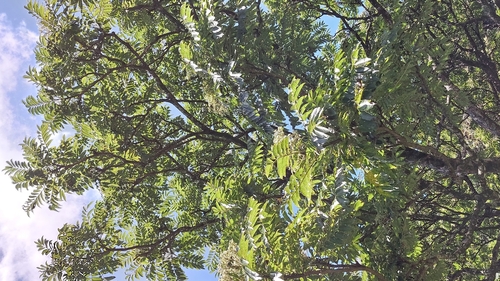 Image of Zanthoxylum ailanthoides by (c) 賴碧珠, some rights reserved (CC BY)