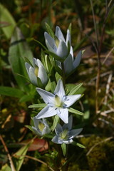 Lomatogonium rotatum