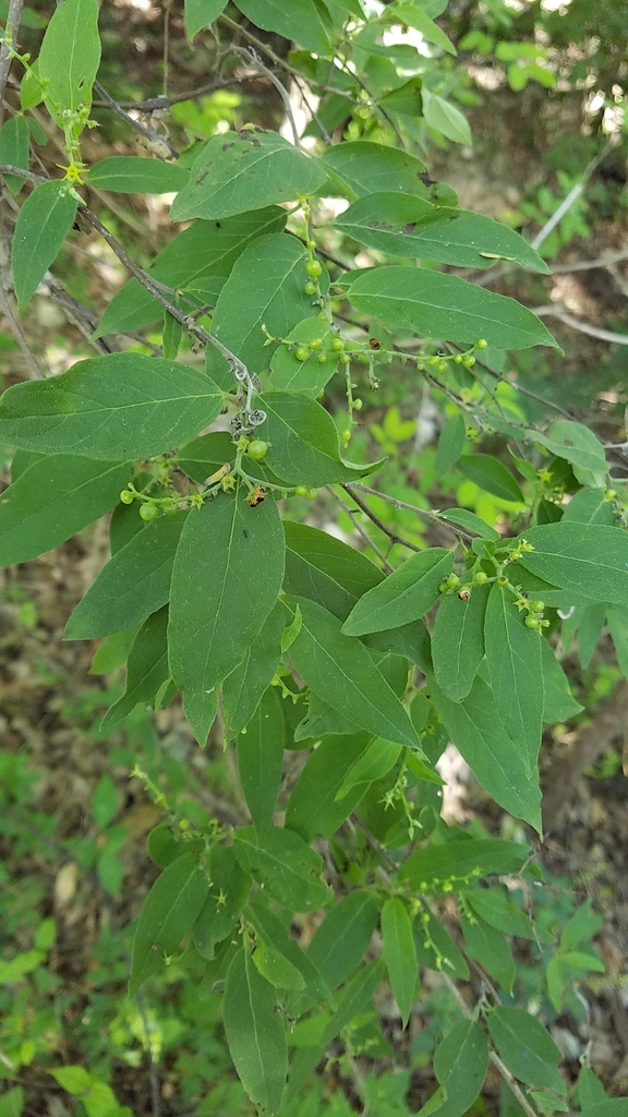 Myriopus petionvillae