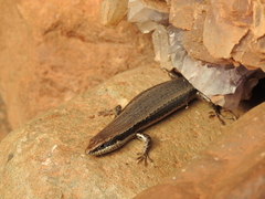 Notomabuya frenata