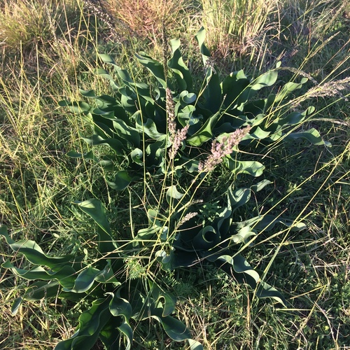 Brunsvigia litoralis