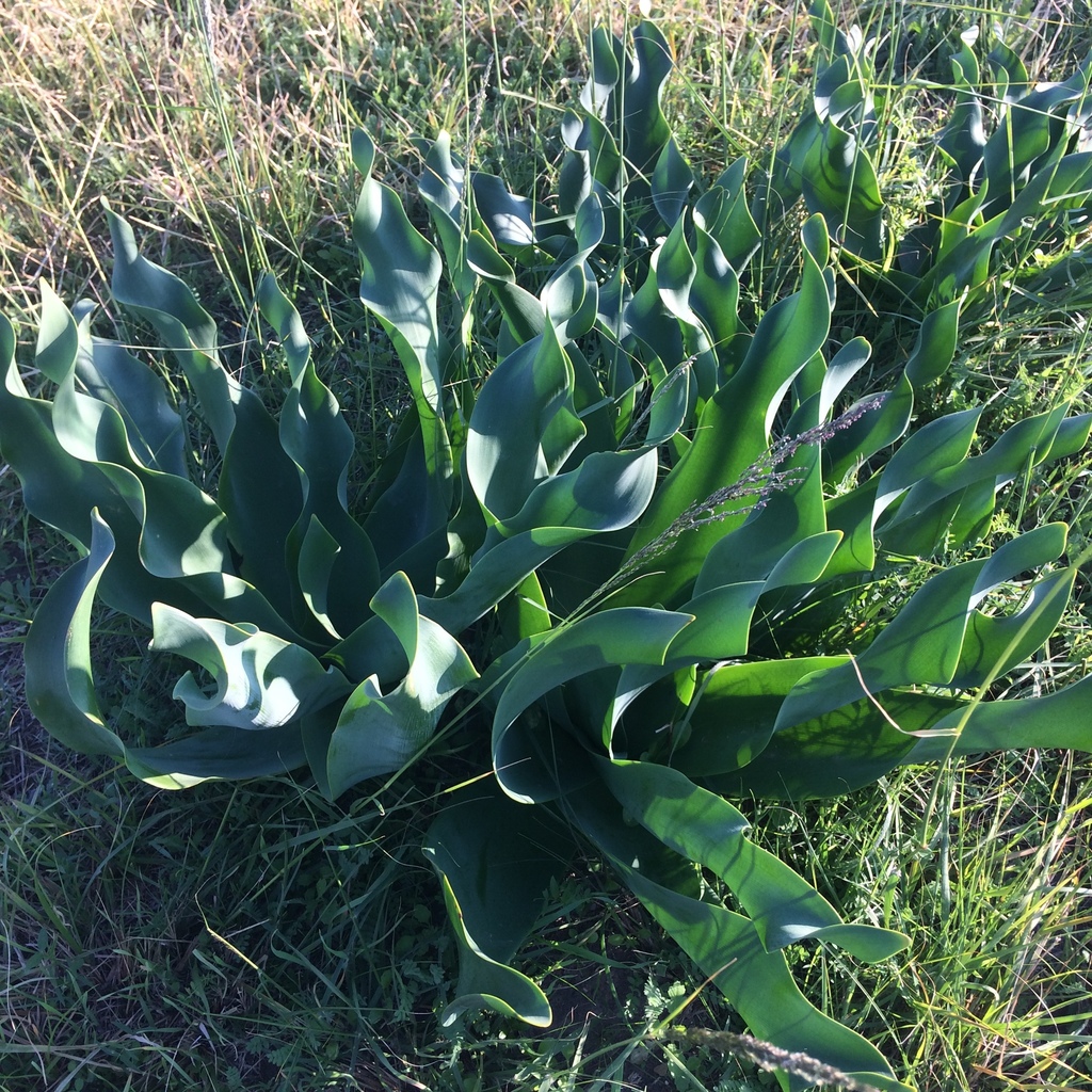 Brunsvigia litoralis, Worthing Road, Port Elizabeth, EC, ZA