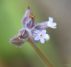 Myosotis discolor
