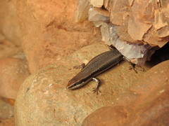 Notomabuya frenata
