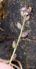 Myosotis discolor
