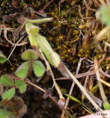 Myosotis discolor