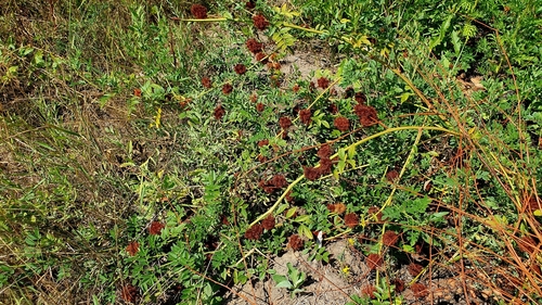 Image of Glycyrrhiza echinata by (c) Анна Митрошенкова, some rights reserved (CC BY)