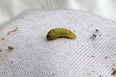 Callophrys augustinus iroides
