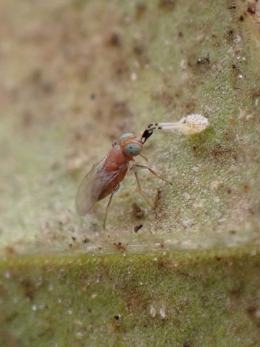 Encyrtid parasitoid