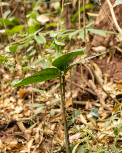 Arisaema menglaense