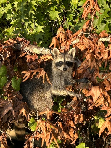 Raccoon