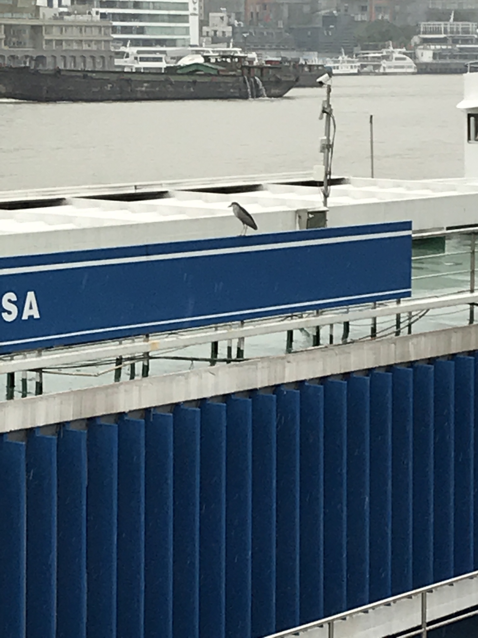 Black-crowned Night Heron