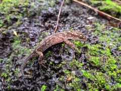 Cyrtodactylus cattienensis