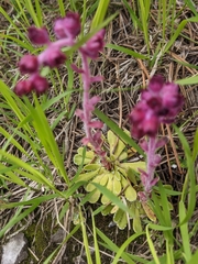 Saxifraga federici-augusti, photograph Sergio, CC BY, iNaturalist via GBIF
