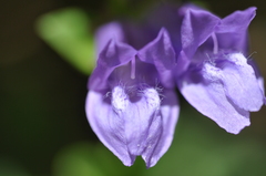 Penstemon cardwellii