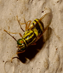 Oxycera variegata