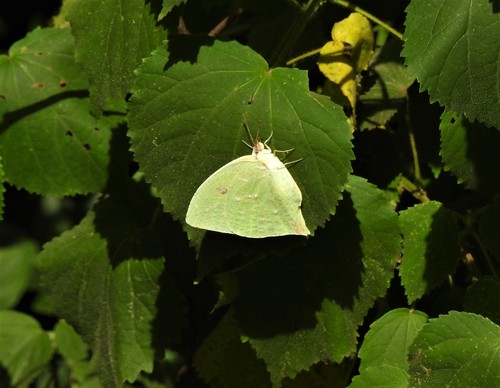 Tailed Sulphur photo 3