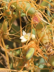 Cuscuta pacifica pacifica