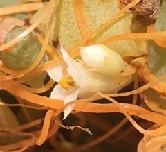 Cuscuta pacifica pacifica