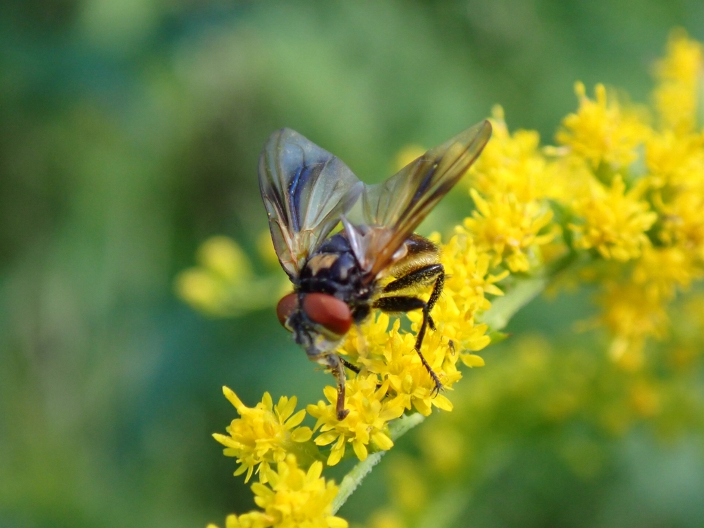 Phasia aurulans