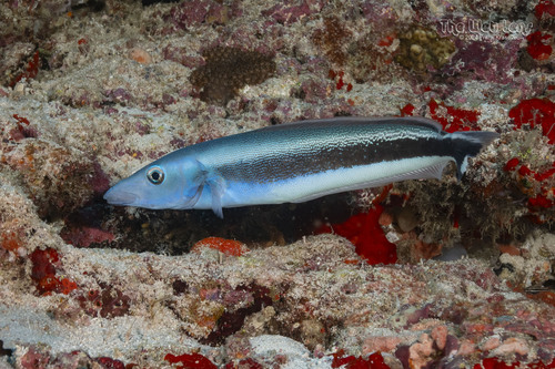 Banded blanquillo (Malacanthus latovittatus) — Malacanthidae