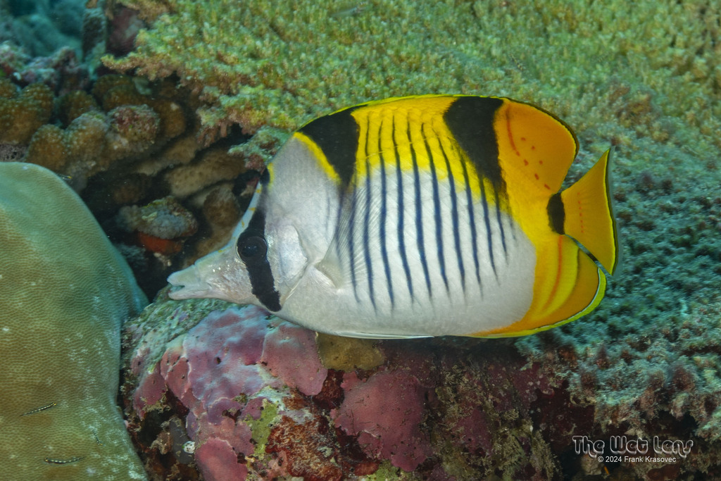 Blackwedged Butterflyfish