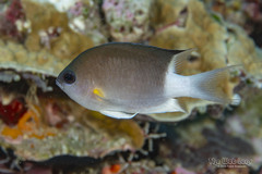 Malayan Chromis photo 1