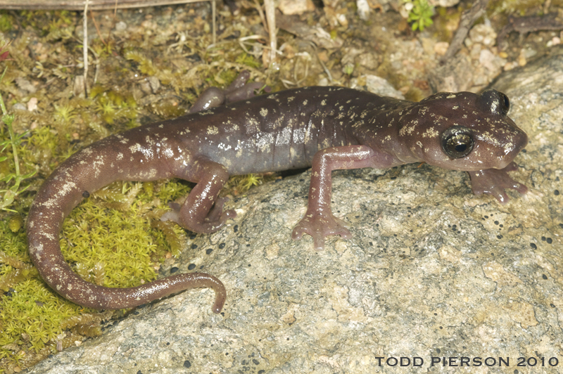 Sarrabus Cave Salamander