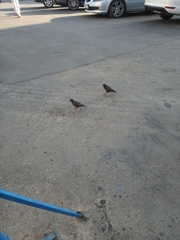 Sturnus vulgaris