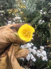 Calochortus weedii weedii