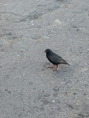 Sturnus vulgaris