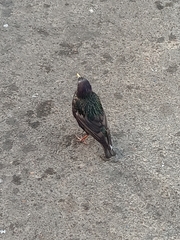 Sturnus vulgaris