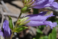 Penstemon cardwellii
