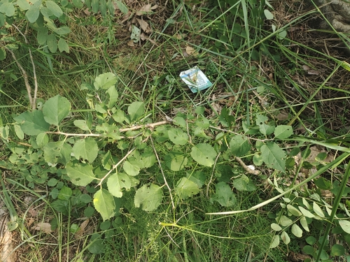 Dahurian Buckthorn