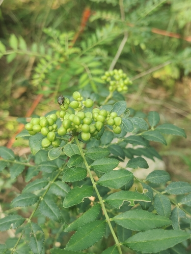 Mastic-leaf prickly ash