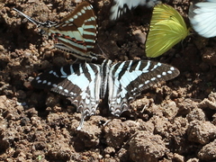 Graphium nomius