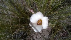 Calochortus bruneaunis