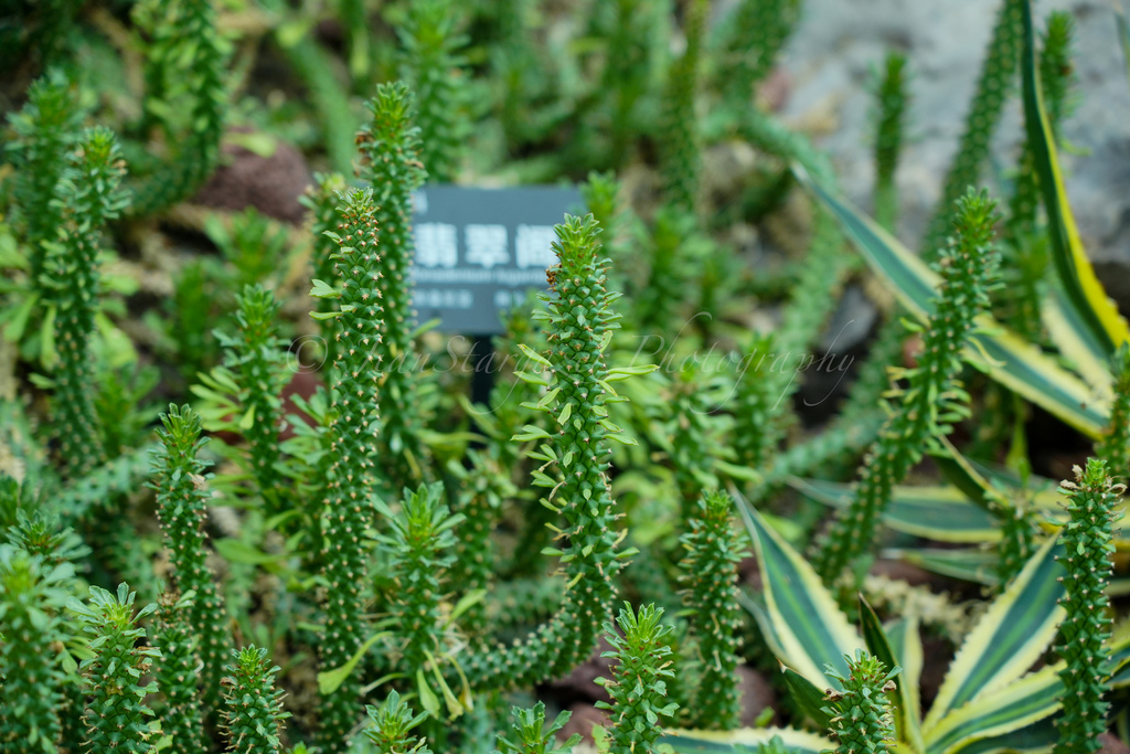 Euphorbia heteropodum