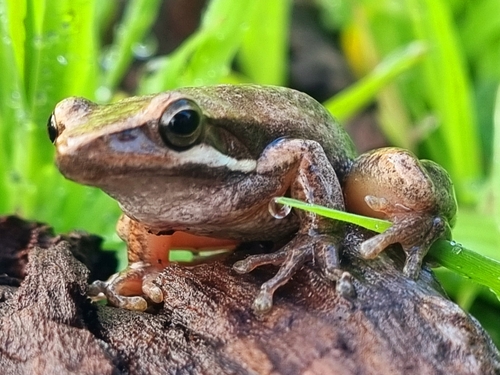 Slender Tree Frog, Coggerdonia adelaidensis